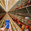 Aquaculture Industry Wireless LAN Solution